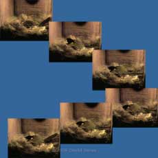 Great Tit female during egg laying at 4.25am this morning