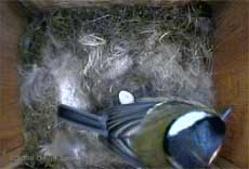 The first Great Tit egg revealed tonight