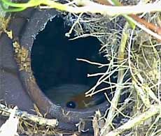 Robin female continues to incubate aggs