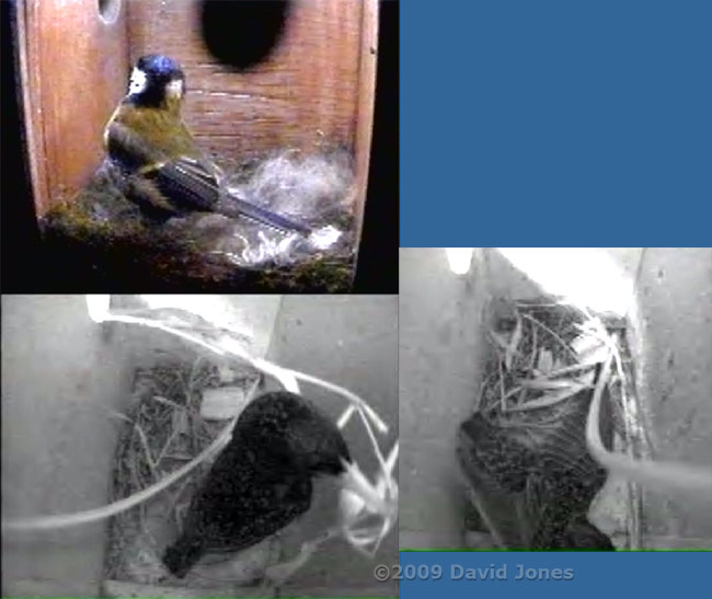 Starling's first visits of the day