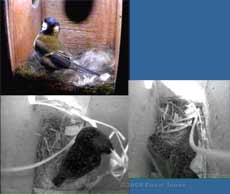 Starling's first visits of the day