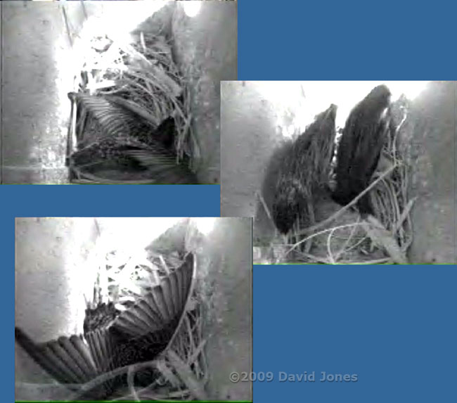 Starlings take turns to shuffle!