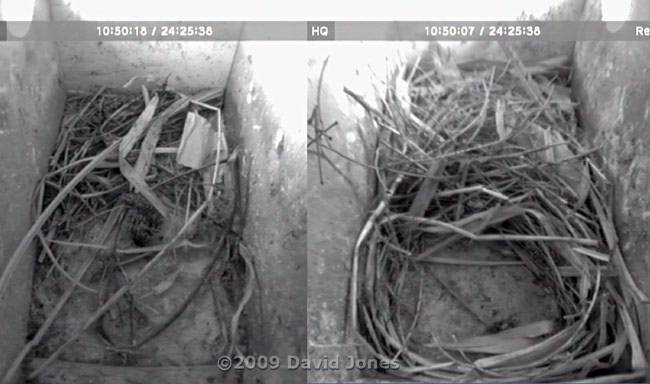 Starling nest boxes at 2pm