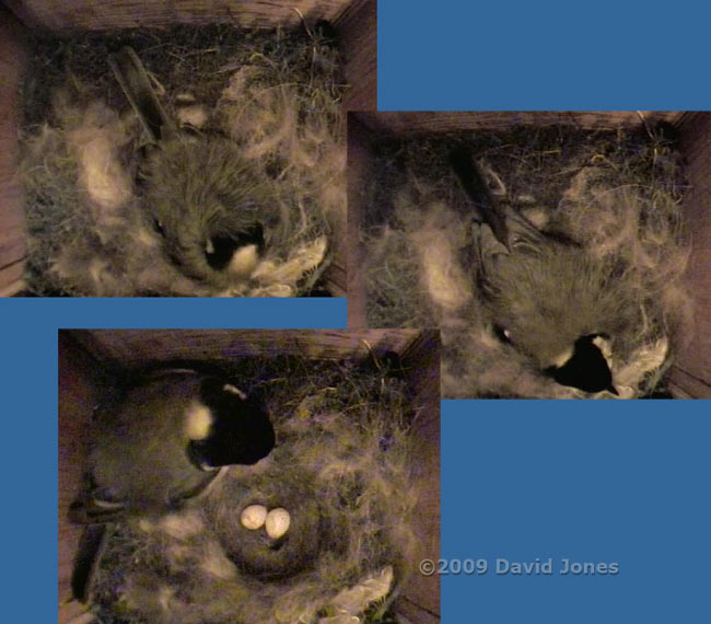 The Great Tit lays her second egg