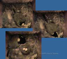 The Great Tit lays her second egg