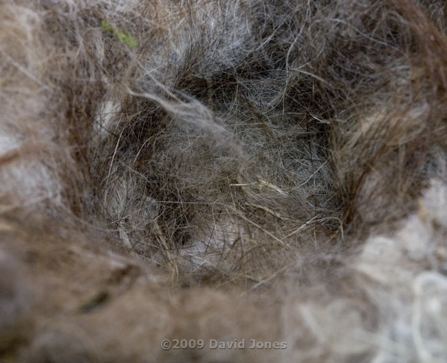 Looking down into the Great Tit nest cup