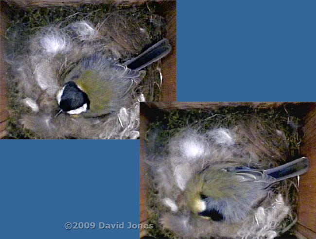 The female settles on her first two eggs tonight