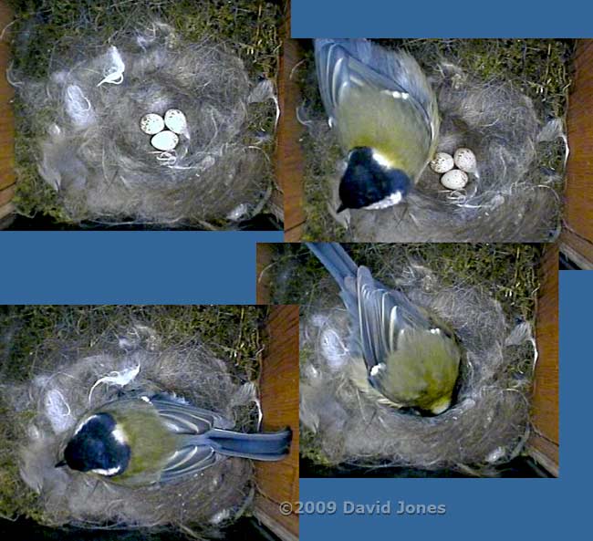 The Great Tits' three eggs exposed this evening