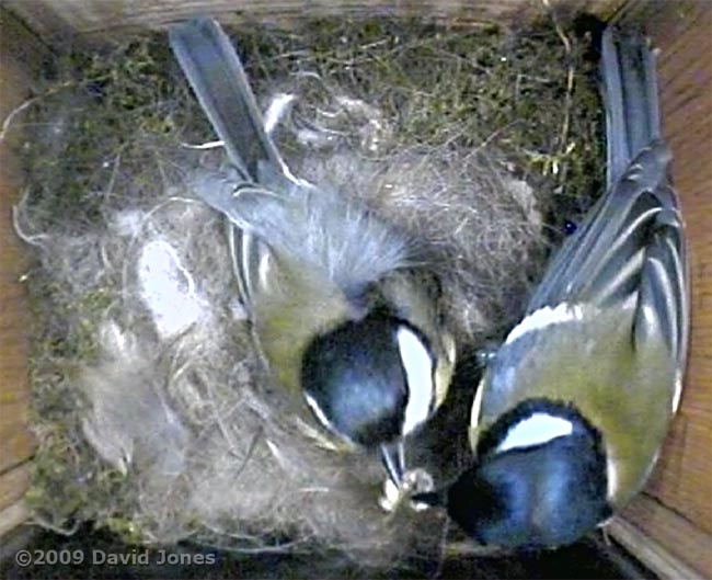 The Great Tits - courtship feeding this evening