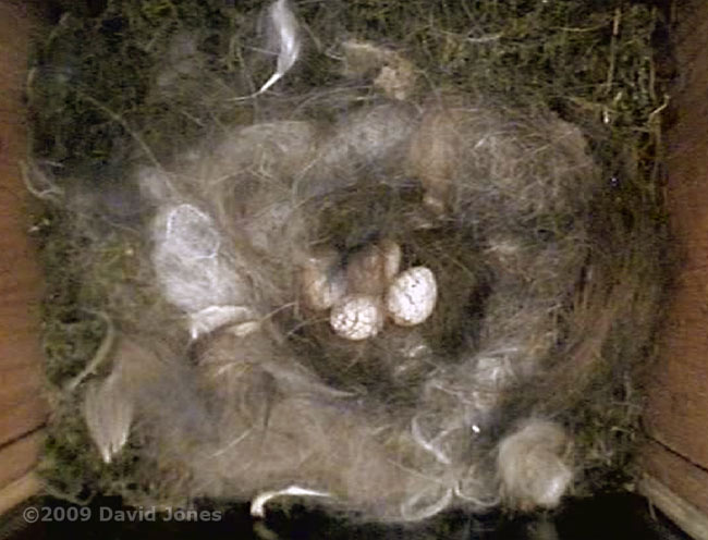 Four eggs in the Great Tit nest this morning - cctv view