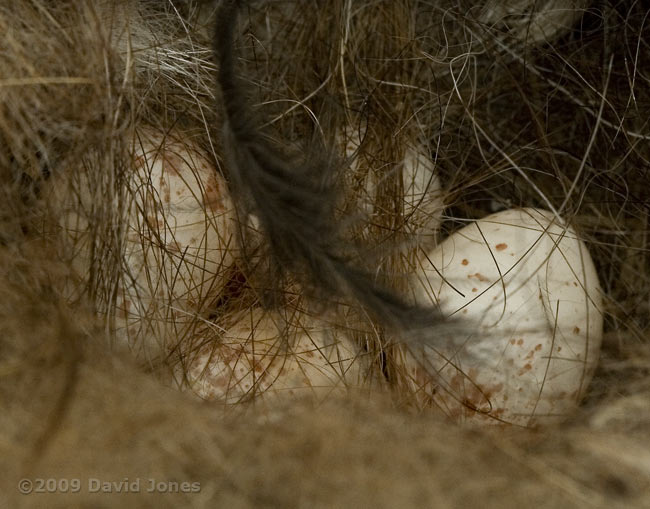 Four eggs in the Great Tit nest this morning