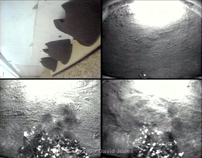 The House Martin nests this afternoon