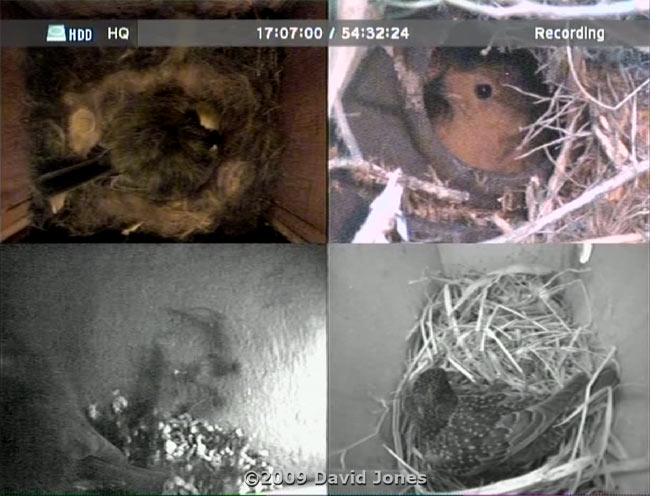 Quad image tonight with four boxes occupied