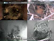 Quad image tonight with four boxes occupied