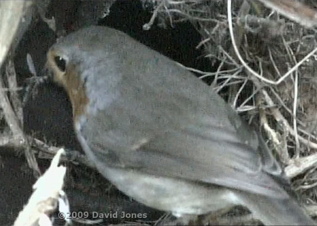 Robin male brings winter gnat for his partner after 8pm