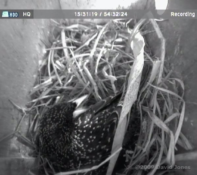 Starling female preens in box R this evening