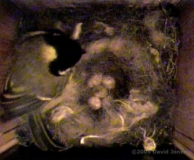 Five eggs in the Great Tit nest this morning