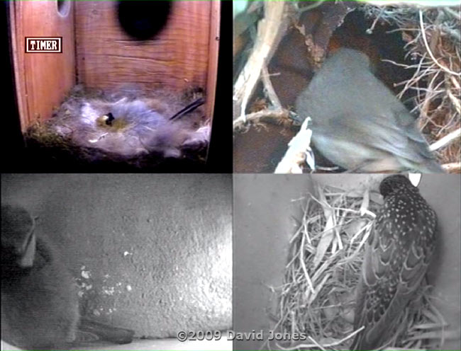 Quad cctv image tonight, including a Blue Tit roosting in a House Martin nest