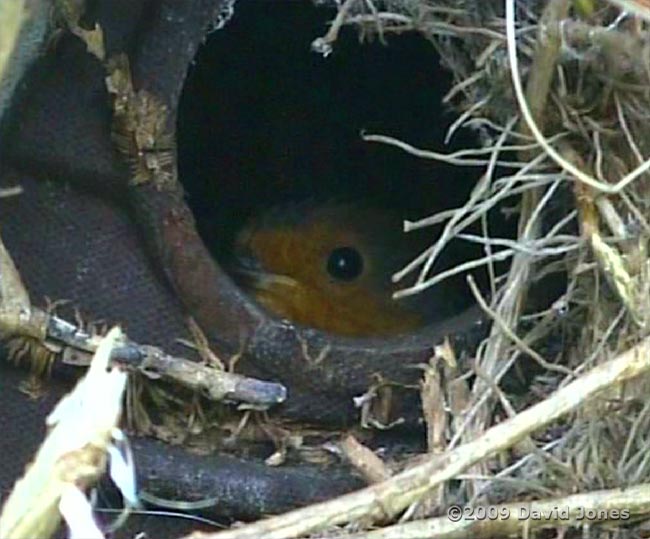 The Robin still incubates, after twenty days!