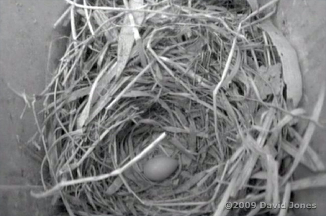 The Starlings' first egg, laid this morning