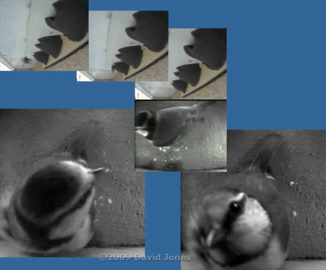 Blue Tit returns to roost in House Martin nest