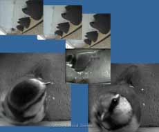 Blue Tit returns to roost in House Martin nest