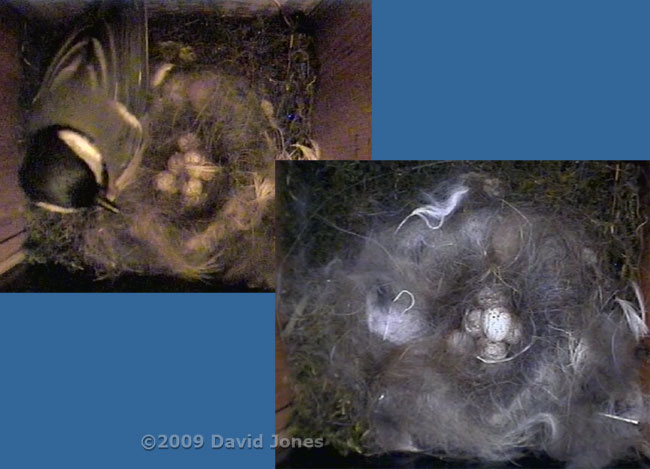 Six eggs in the Great Tit nest this morning