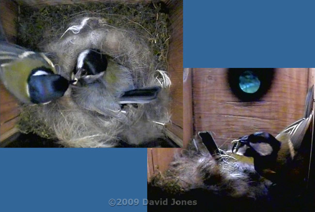 The Great Tit female being fed this evening