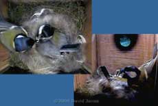 The Great Tit female being fed this evening