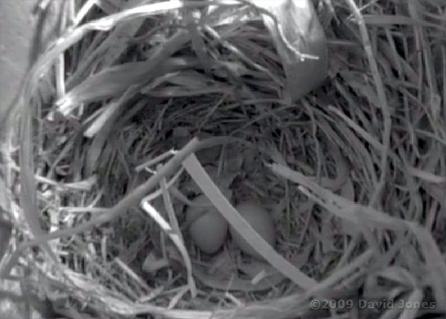 Two eggs in the Starling nest this morning