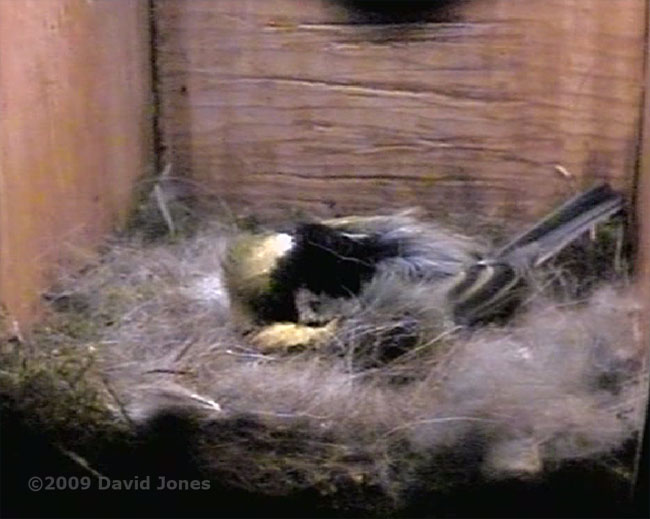 Great Tit sits on eggs at 6.30am