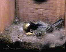 Great Tit sits on eggs at 6.30am