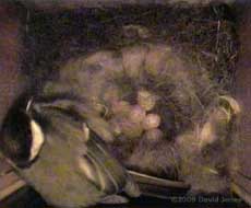 Seven eggs (?) in the Great Tit nest this morning