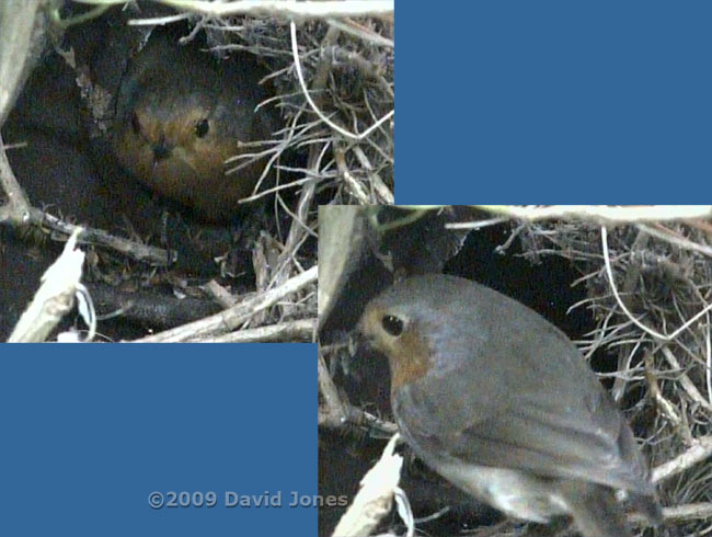 Female Robin leaves nest; male brings winter gnats to empty box