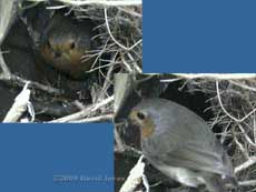 Female Robin leaves nest; male brings winter gnats to empty box