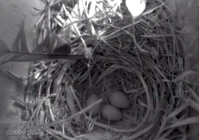 Three eggs in the Starling nest this morning