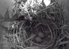Three eggs in the Starling nest this morning