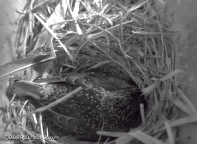 The Starling sits on eggs this morning