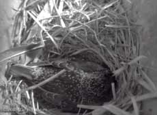 The Starling sits on eggs this morning