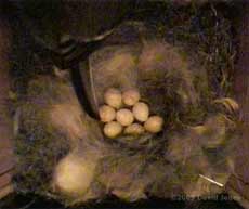 Eight Great Tit eggs at 6am