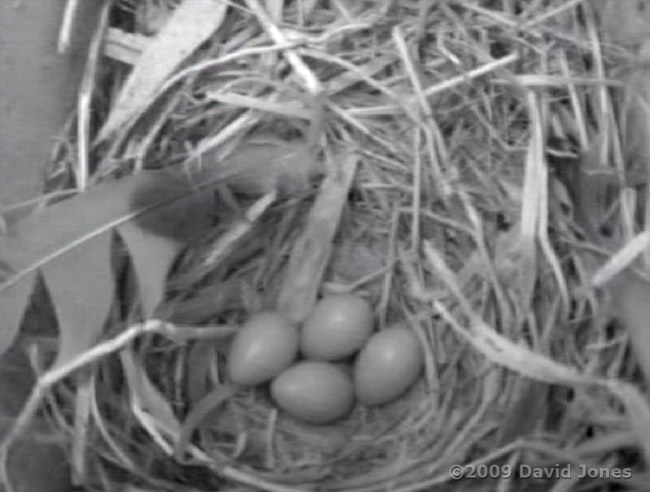 Four Starling eggs at just after 10am