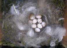 Nine Great Tit eggs at 6am