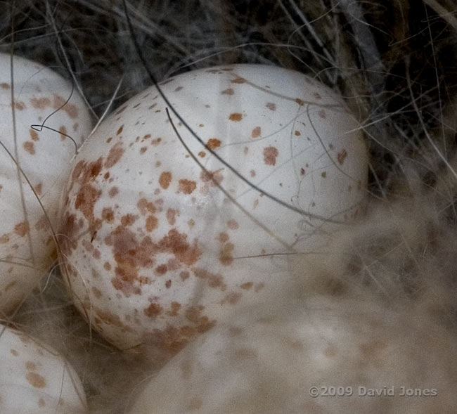 Close-up of a Great Tit egg, photographed this afternoon