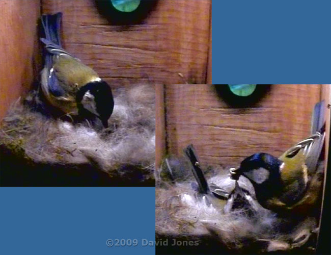 Great Tit female is fed at 6.56pm, just after returning for the night