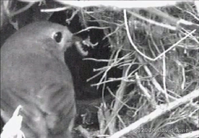 The male Robin continues to bring food to the abandoned nest