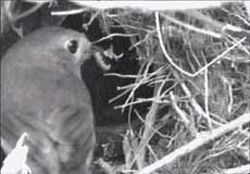 The male Robin continues to bring food to the abandoned nest