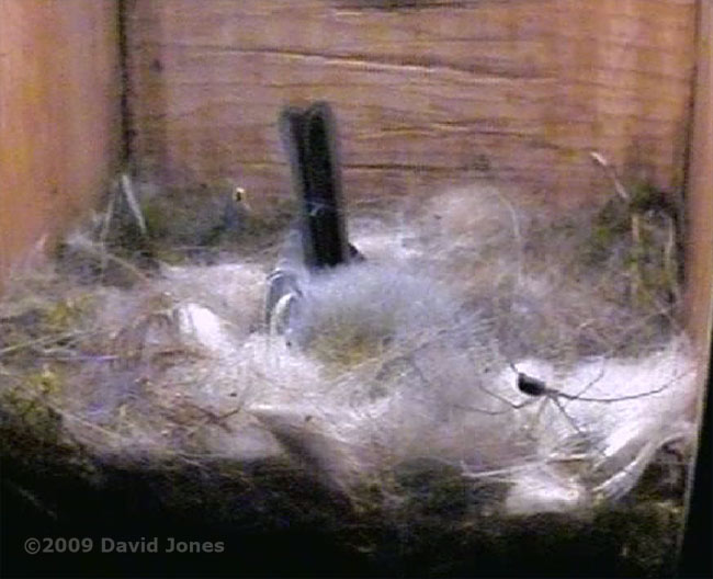A Pholcus phalangioides spider passes the sleeping Great Tit this evening