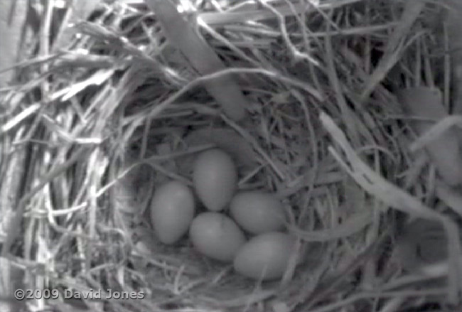 Five Starling eggs at just after 10am