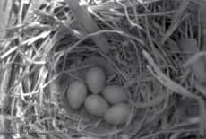 Five Starling eggs at just after 10am