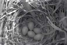 Five Starling eggs at just after 10am
